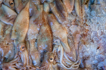 fresh squids at the fish market. among the pieces of ice.