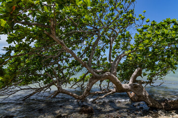 Terminalia catappa,  tropical tree in the leadwood tree family, Combretaceae, country almond, Indian almond, Malabar almond, sea almond, tropical almond, beach almond. false kamani. Kahana bay, Oahu