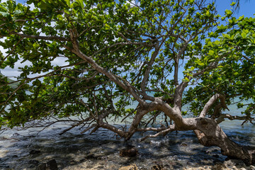 Terminalia catappa,  tropical tree in the leadwood tree family, Combretaceae, country almond, Indian almond, Malabar almond, sea almond, tropical almond, beach almond. false kamani. Kahana bay, Oahu