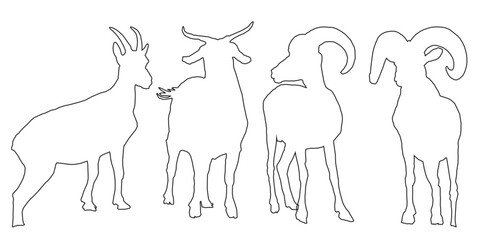 hand drawing of goat