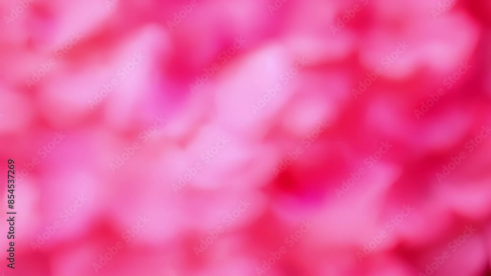 Poster the smooth and plush surface of pink rose petals each one overlapping in a bed of delicate layers.
