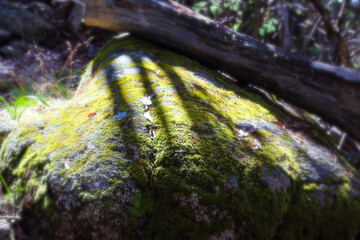Moss on rocks and shadows
