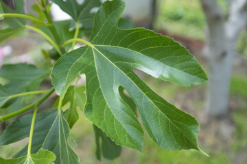 Close-Up of Vibrant Green Fig Leaf