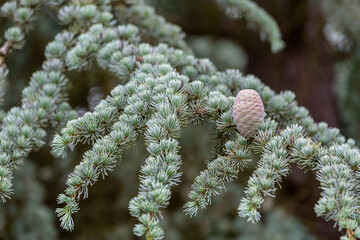 Cedrus. Cedar, tree branch with needles and young green cone.