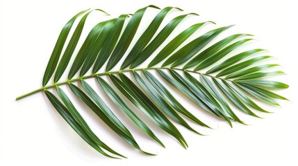 Obraz premium Beautiful lush tropical leaf isolated on white