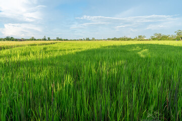 The rice fields are yellow with many rice plants in the rice planting season of the farmers. It looks very beautiful and shady and Fresh sky in