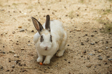 A white rabbit with black spots on its ears and face sitting on a sandy ground.