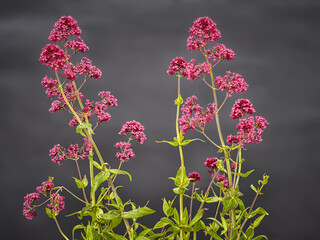 Pink Valerian Flowers Against Grey Background