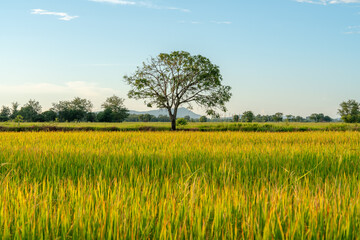 A big tree in the middle of a rice field with yellow rice plants in the evening atmosphere, looking comfortable and beautiful.