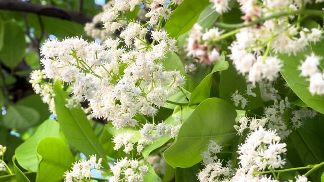 Flores de sauco y abejas 