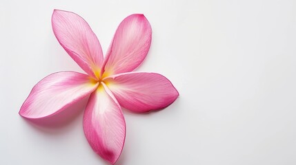 Fototapeta premium Pink Frangipani Tropical Flower Isolated on White Background