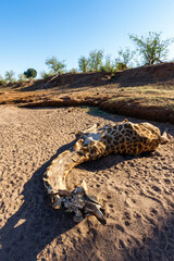 Dead South African giraffe or Cape giraffe (Giraffa giraffa or Giraffa camelopardalis giraffa). Botswana.