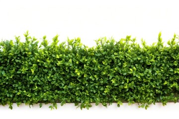 Green Shrub border backgrounds plant hedge.
