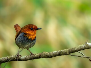 Fototapeta premium 森の中で枝に留まっているコマドリの雄