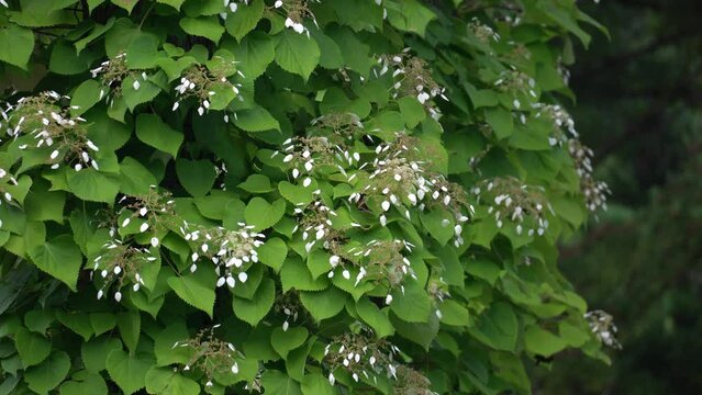Japanese hydrangea vine (schizophragma hydrangeoides)