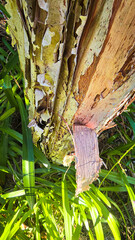 A gumtree with pink-hued paper bark peels away into a lush bed of greenery.