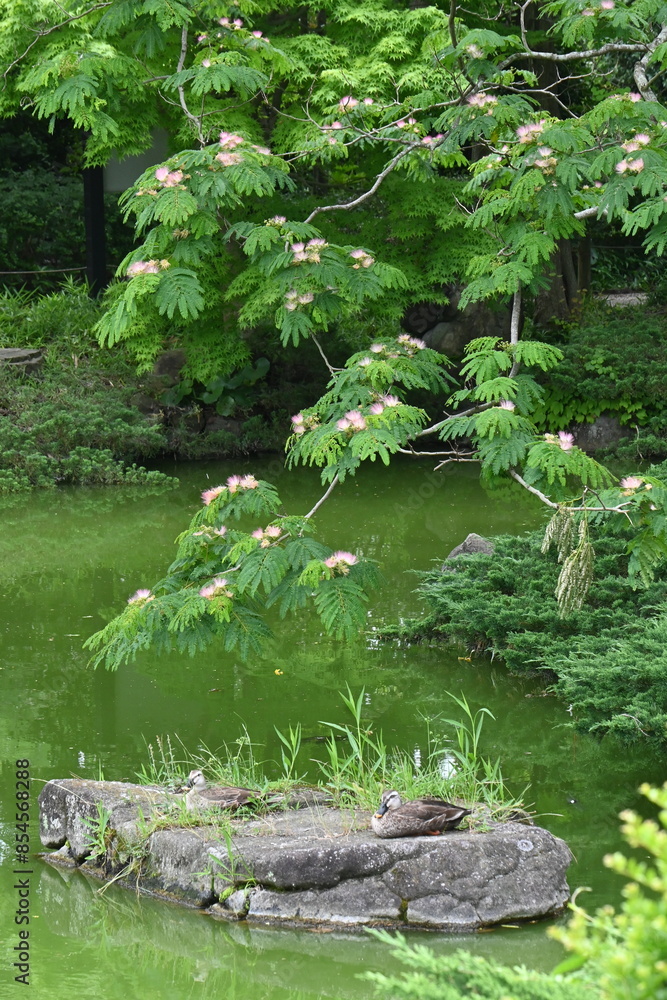 Wall mural silk tree ( albiziz julibrissin ) flowers. fabaceae deciduous tree. at night, the leaves close and t