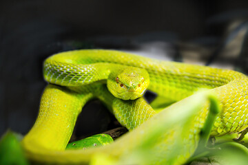 Green pit viper on a natural background.