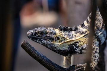Iguana on a log. It's a popular pet in Thailand.