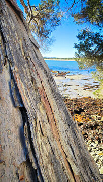 A close-up of a gumtree trunk on the beach.