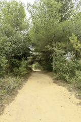 Sandy Pathway through Dense Vegetation on Cami de Cavalls