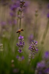 Honigbiene durchfliegt Lavendelstaute