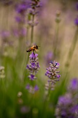Honigbiene durchfliegt Lavendelstaute