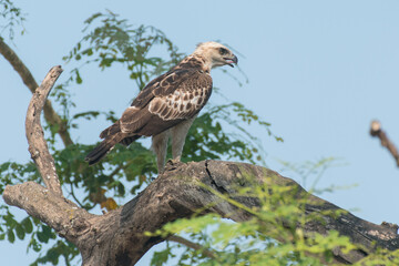 Changeable hawk eagle bird perched on a branch 