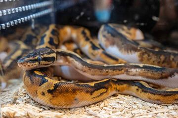 Ball python in the glass cabinet waiting to be sold. It's a popular pet in Thailand.