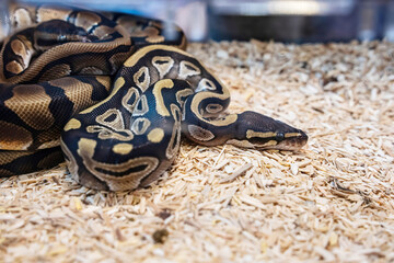 Ball python in the glass cabinet waiting to be sold. It's a popular pet in Thailand.