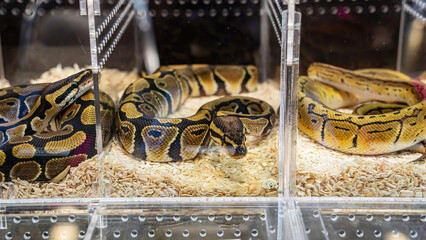Ball python in the glass cabinet waiting to be sold. It's a popular pet in Thailand.
