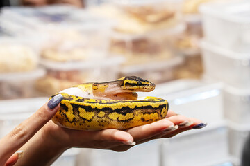 Ball python in the glass cabinet waiting to be sold. It's a popular pet in Thailand.