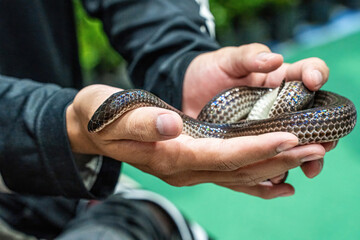 Ball python on people's hand. It's a popular pet in Thailand.