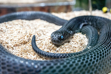 Snake in the acrylic cabinet waiting to be sold. It's a popular pet in Thailand.