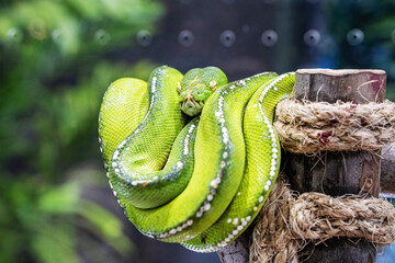Green tree python, native to New Guinea, Indonesia and Australia. It's a popular pet in Thailand.