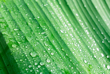 Rain drops on the leaves