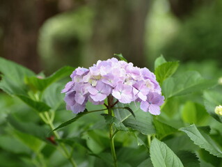 Hydrangea blooming season arrived

