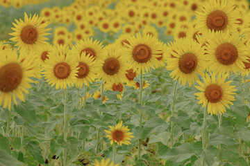 Obraz premium ひまわり畑