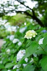 Hydrangea blooming season arrived

