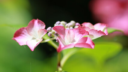 Hydrangea blooming season arrived
