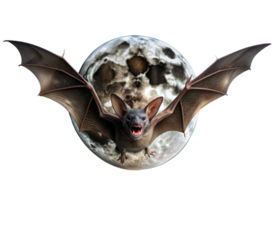 Seychelles fruit bat