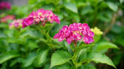 Hydrangea blooming season arrived
