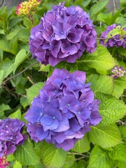Hydrangea blooming season arrived
