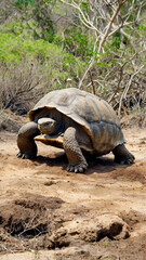 Watercolor painting: A Galapagos tortoise lumbering through its island habitat, its ancient lineage and impressive size making it a living relic of the past,