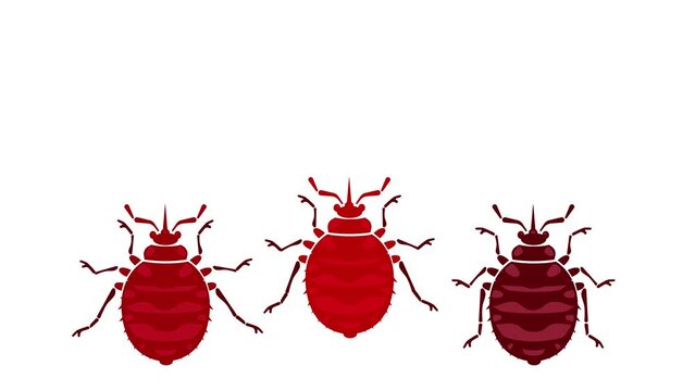 Animation, attention bedbugs