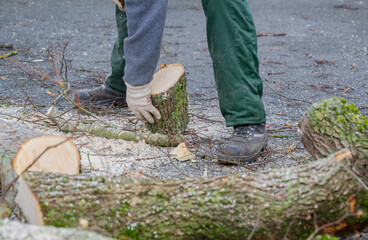 Fototapeta premium Baumarbeiten und Baumfällung an einem kranken Baum