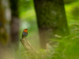 森の中で枯れ木に留まっているコマドリの雄
