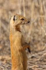 mongoose Kgalagadi Transfrontier Park one of the great parks of South Africa wildlife and hospitality in the Kalahari desert