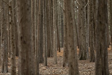Obraz premium Old pine forest woods in Halfmoon Bay, California, United States of America.