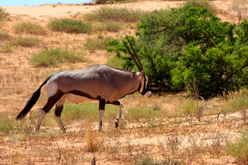 Kgalagadi Transfrontier Park one of the great parks of South Africa wildlife and hospitality in the Kalahari desert